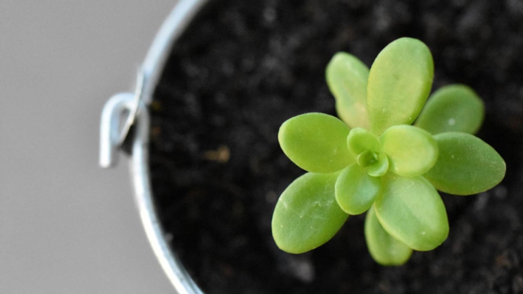 Photo of a growing succulent in a bucket of fresh soil
