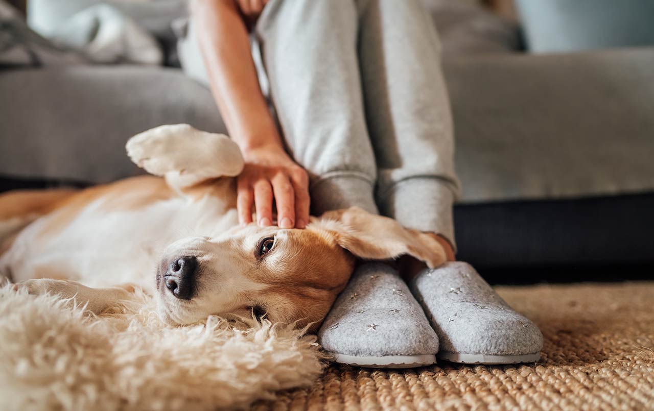 Photo of a woman sitting on a sofa while petting her adorable dog on the floor