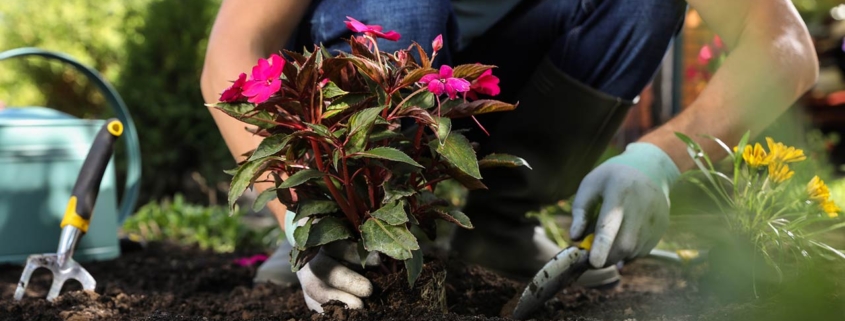 Man planting flowers outdoors, closeup